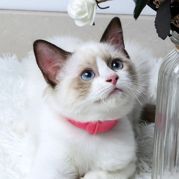 A Calmer Home for Ragdolls, Siamese & Maine Coons: Meet the Pawkoi™ Cat Calming Pheromone Diffuser
