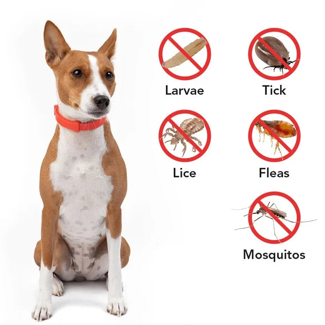 How to Use a Flea & Tick Collar the Right Way