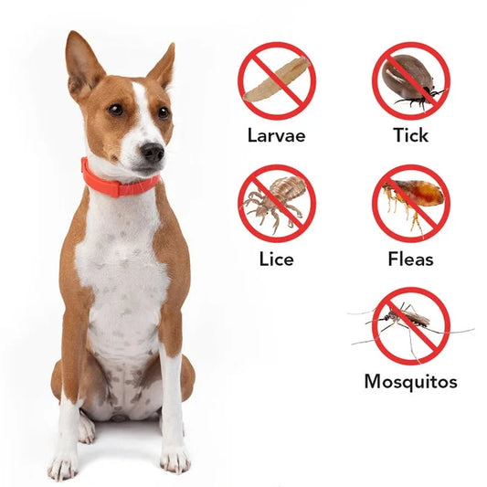 How to Use a Flea & Tick Collar the Right Way