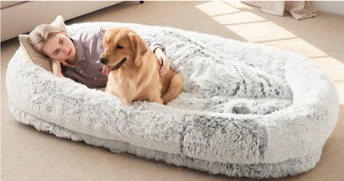 Human-Sized Dog Bed: The Cozy Fix for Pets Who Won't Stop Stealing Your Spot