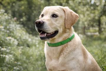 Thoughtful Pest Care for Labradors, Golden Retrievers & German Shepherds: Meet the PawSafe™ Flea & Tick Protection Collar