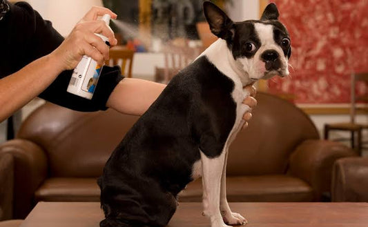 Comfortable Adventures for Labradors, French Bulldogs & Yorkies: Meet the Pawkoi™ Flea & Tick Spray