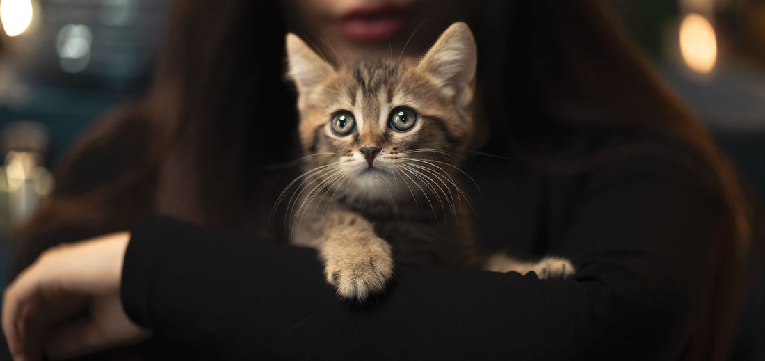 "Women Are Like Cats" — Here's Why People Actually Say That (A Lighthearted Take)