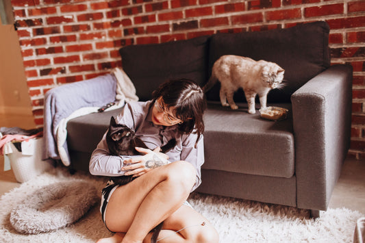 How to Understand Your Cat: A Survival Guide for the Confused Cat Owner