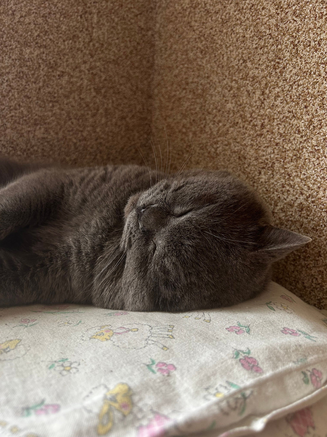 A Calmer Home for British Shorthairs, Siamese & Persians: Meet the Pawkoi™ Cat Calming Gel Diffuser