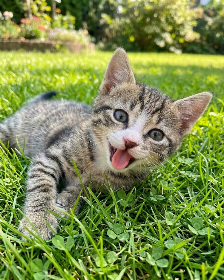 ALL FOR CATS