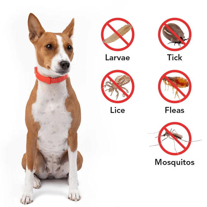 Dog wearing a red collar with pest control icons and 'FurLife' branding.