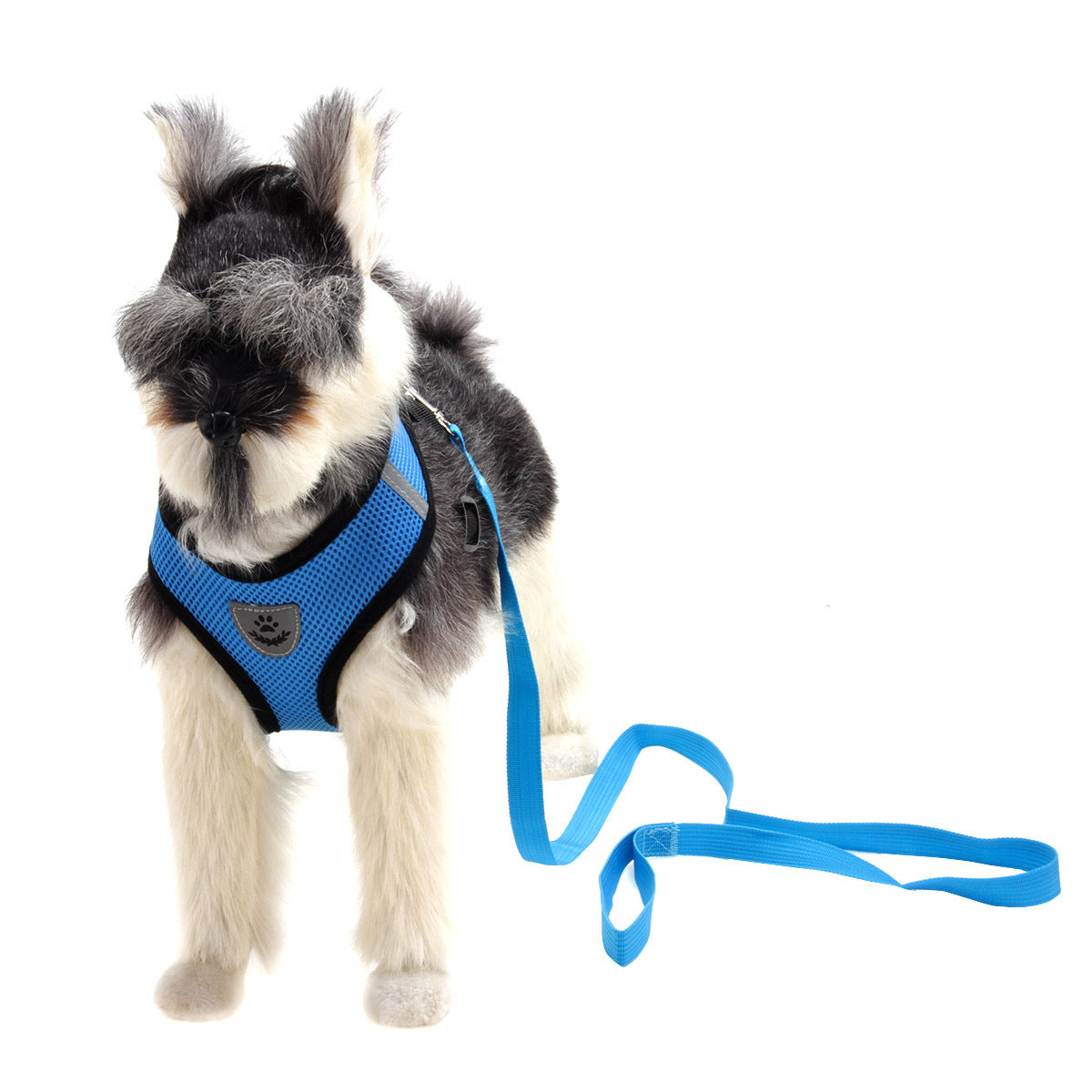Miniature Schnauzer wearing a blue mesh step-in dog vest with matching leash